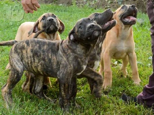 PoulaTo: Dogo Canario - Κουτάβια Presa Canario